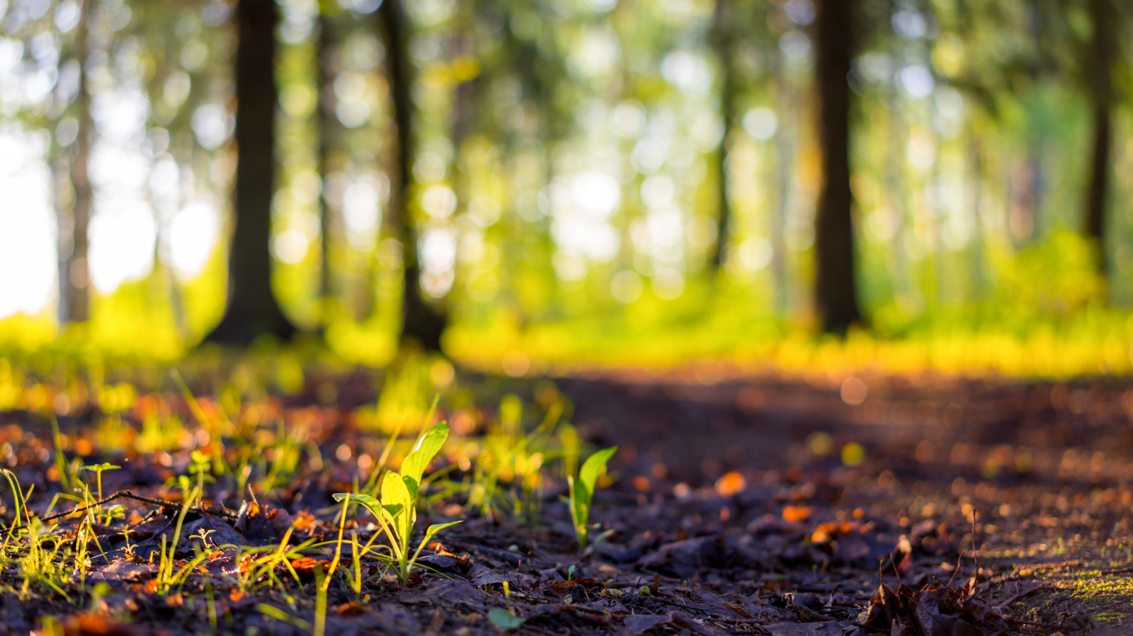 shutterstock_532066858 (3).jpg