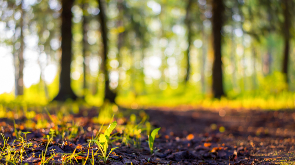 shutterstock_532066858 (3).jpg